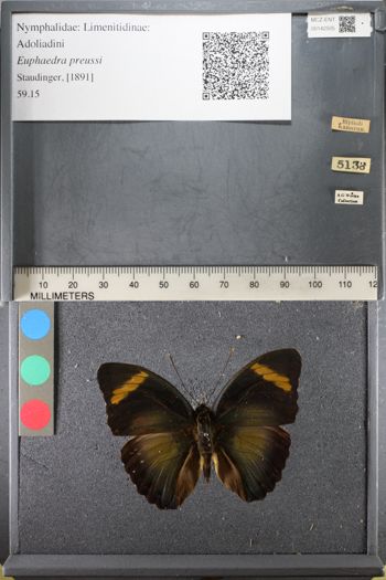 Media type: image;   Entomology 142505